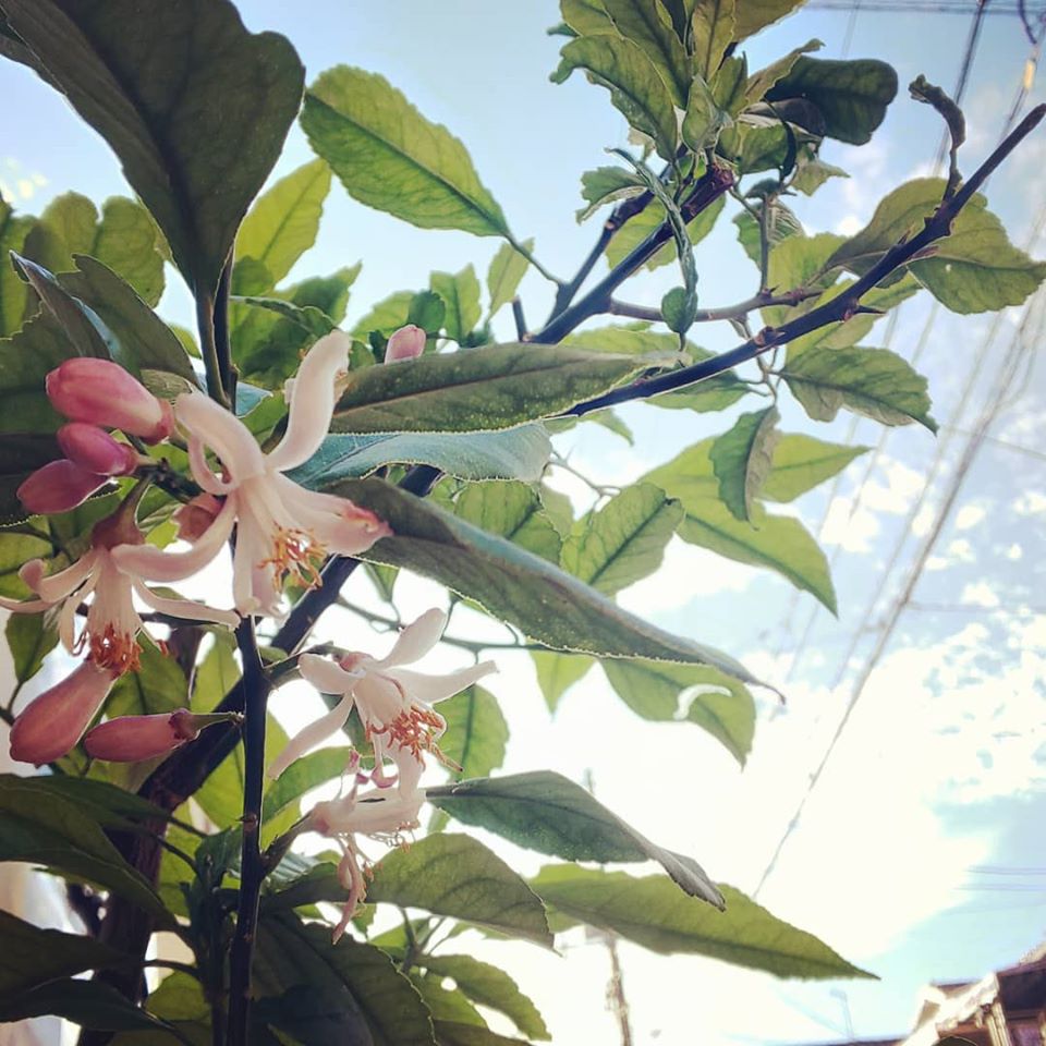 レモンの花咲いた